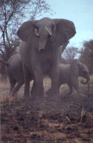 Elephant Incoming! Drive, Drive Drive !!!!!!!!!