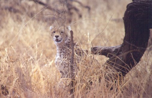 Cheetah in the bush